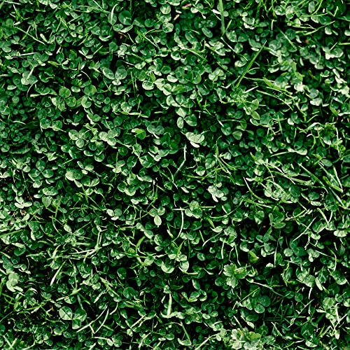 Mountain Valley Seed Co Miniature Clover Seed 25 Lb Bulk 10M Seeds Non-GMO