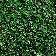 Mountain Valley Seed Co Miniature Clover Seed 25 Lb Bulk 10M Seeds Non-GMO