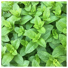 Everwilde Farms 1 lb Spearmint Herb Seeds Gold Vault