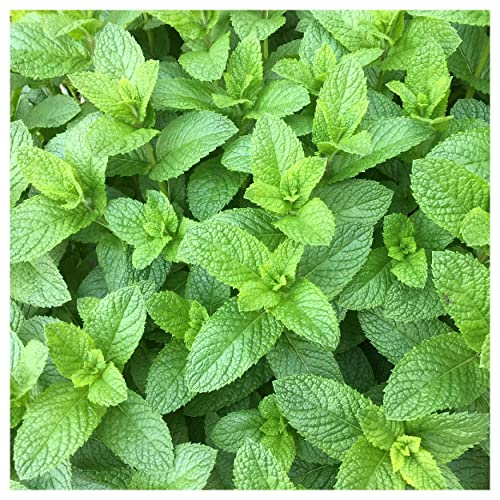 Everwilde Farms - 1/4 Lb Spearmint Herb Seeds - Gold Vault