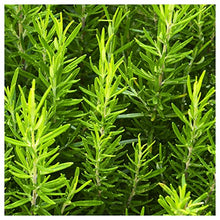 Everwilde Farms Rosemary Herb Seeds 1 Lb Gold Vault
