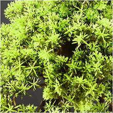 LSHAOBO Chinese Style Man-Made Yingbin Pine Bonsai 23-Inch Zen Micro-Landscape Decoration Porch TV Cabinet Home Decoration