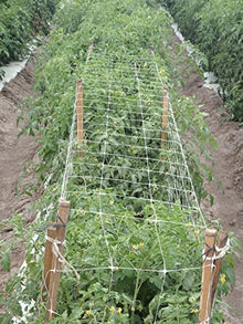 TENAX 1A170311 Hortonova Trellis Net, White