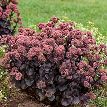 Votaniki Sedum Night Embers #1 Size Root for Planting – Hardy Perennial, Dark Foliage & Pink Flowering Stonecrop for Gardens & Landscapes | Easy Gardening (25 Pack)
