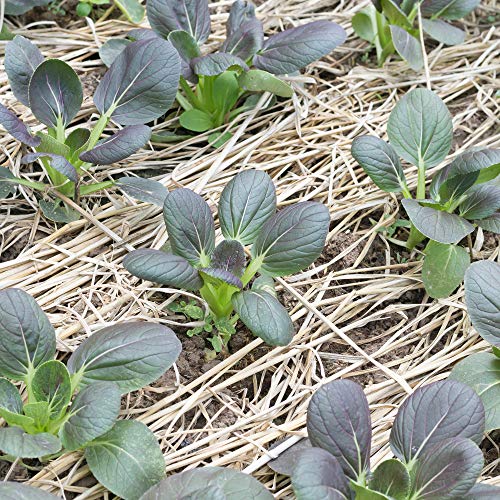 Mountain Valley Seed Co Red Tatsoi Mustard Seeds 25 Lb Bulk Non-GMO Open