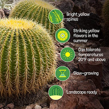 Cactus Outlet - Golden Barrel Cactus Plant - Barrel Cactus Plants Live - 10 Gal (12x17) - Landscape Ready Barrel Cactus Plants Live Delivered Right to Your Door - Live Plants Outdoor