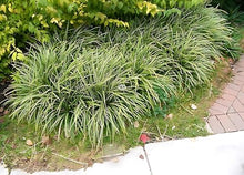 Classy Groundcovers: Sedge 'Ice Dance', 25 Pots - 3 1/4 in.