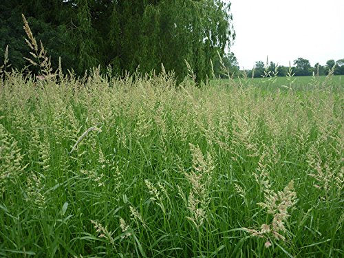 SeedRanch Reed Canary Grass Seed - 20 Lbs.
