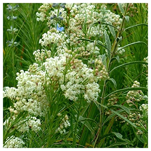 Everwilde Farms 1 Lb Whorled Milkweed Native Wildflower Seeds Gold Vault