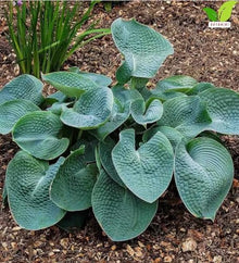 Votaniki Hosta Abiqua Drinking Gourd Bare Root Perennial Plant Dark Blue Green Cupped Foliage Shade Garden Plant White Summer Flowers Slug Resistant Woodland Accent (Pack of 25)
