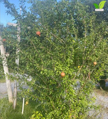 Votaniki Salavatski Pomegranate Live Fruit Plant 2 to 3 Ft Tall Cold Hardy Self Fertile Shrub with Large Red Arils for Home Orchards Edible Landscapes and Garden Growing