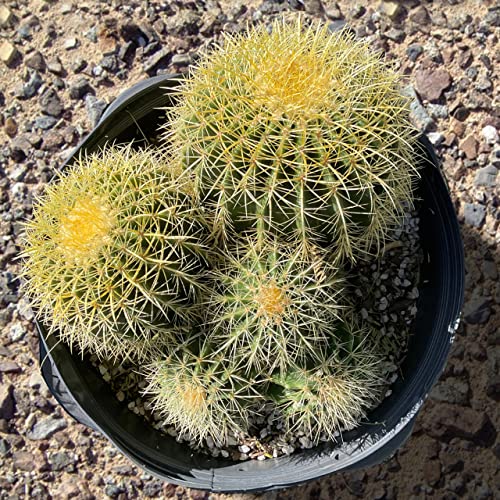 Cactus Outlet - Golden Barrel Cactus Plant - Live Cactus Plants - Barrel Cactus Plants Live - 10 Gal - Landscape Ready Barrel Cactus Plants Live Delivered Right to Your Door - Live Plants Outdoor