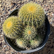 Cactus Outlet - Golden Barrel Cactus Plant - Live Cactus Plants - Barrel Cactus Plants Live - 10 Gal - Landscape Ready Barrel Cactus Plants Live Delivered Right to Your Door - Live Plants Outdoor