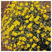 Everwilde Farms - 1 Lb Oregon Sunshine Native Wildflower Seeds - Gold Vault