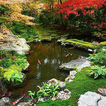 HALF OFF PONDS Savio Signature 6100 Complete Water Garden and Pond Kit with EPDM Liner Black