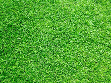Hancock Seed Co. Carpetgrass Seeds, Coated, 25 Lb. Bag 25 lbs.