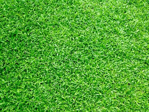 Hancock Seed Co. Carpetgrass Seeds, Coated, 50 Lb. Bag 50 lbs.