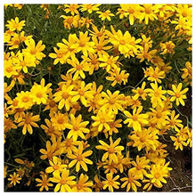 Everwilde Farms - 1 Lb Oregon Sunshine Native Wildflower Seeds - Gold Vault