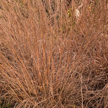 Outsidepride Perennial Little Bluestem Grass Seed - 25 lbs. Warm Season, Drought Resistant, Long-Lived Native Prairie Grass Seed, Ideal for Erosion Control, Ornamental Landscaping & Wildlife Gardens