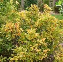 Votaniki Sweetshrub Calycanthus floridus Live Plant Fragrant Reddish Maroon Flowers Spring Blooming Shrub for Garden Borders Outdoor Landscaping Full Sun Partial Shade (Pack of 25)