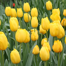 1,000 Bulbs - Bulk Yellow Tulips Flower Bulbs - 1,000 Bulbs per Pack - Good as Cut Flowers - Easy to Grow Live Plants - Outdoor Garden
