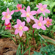 Votaniki Zephyranthes Robustus (Pink Rain Lily) XXL Top Size Bulbs — Hardy Perennial for Garden and Containers | Summer Blooming Pink Rain Lily, Easy-to-Grow (500 Pack)