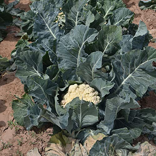 Kitazawa Seed Co Cauliflower Seeds Song TJS- 65 Hybrid 4 Oz ~35600 Seeds