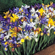 Dutch Iris Rainbow Mix – Top Size Flower Bulbs for Fall Planting | Hardy Perennial Bulbs for Planting | Vibrant Mixed Colors – Great for Gardens & Cut Flowers