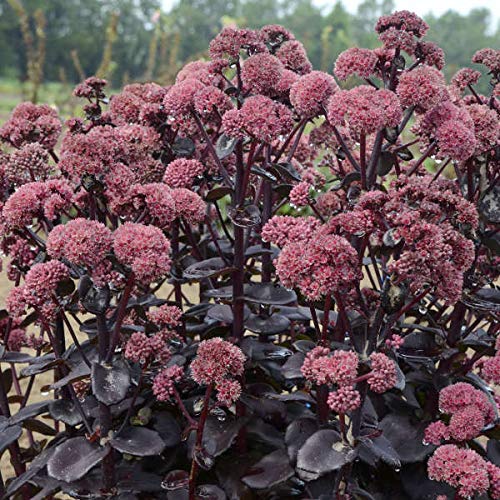 Votaniki Sedum Night Embers #1 Size Root for Planting – Hardy Perennial, Dark Foliage & Pink Flowering Stonecrop for Gardens & Landscapes | Easy Gardening (25 Pack)