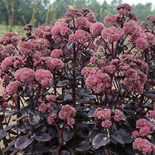 Votaniki Sedum Night Embers #1 Size Root for Planting – Hardy Perennial, Dark Foliage & Pink Flowering Stonecrop for Gardens & Landscapes | Easy Gardening (25 Pack)
