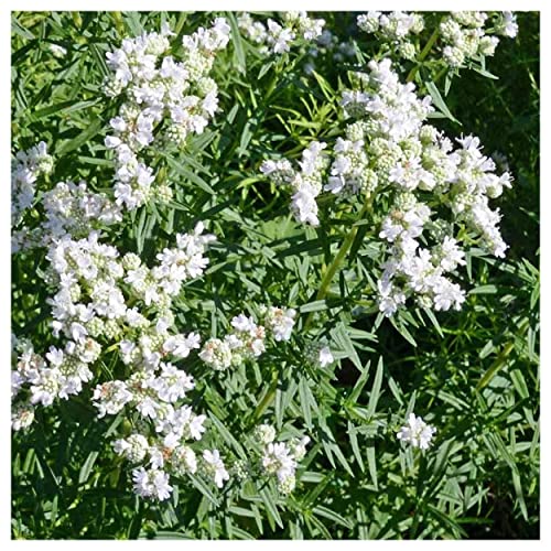 Everwilde Farms - 1 Lb Mountain Mint Native Wildflower Seeds - Gold Vault