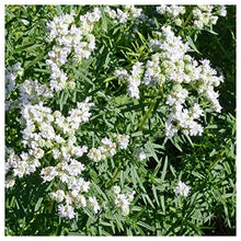 Everwilde Farms - 1 Lb Mountain Mint Native Wildflower Seeds - Gold Vault