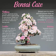 BambooMN Bonsai 3 Piece Trunk and Root Set - 10 Sets