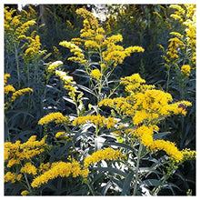 Everwilde Farms - 1 Lb Old Field Goldenrod Native Wildflower Seeds - Gold Vault