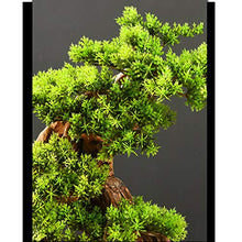 Welcome Pine Bonsai Plant Podocarpus Chinensis Landscape Micro-Landscape Entrance Hotel New Ornaments Gifts and Crafts House Plant