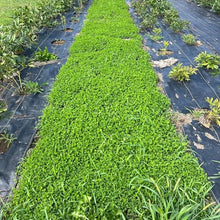 Mountain Valley Seed Co Micro Clover Seed for Lawn - 25 Lb Bulk