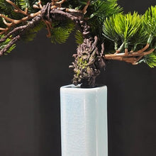 QWERAXZG Simulation Welcome Pine Bonsai Small Decoration Zen Office Desktop Green Plant