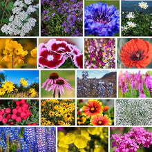 Mountain Valley Seed Co Northeastern Wildflower Seed 5 Lb 3.2 Million Seeds