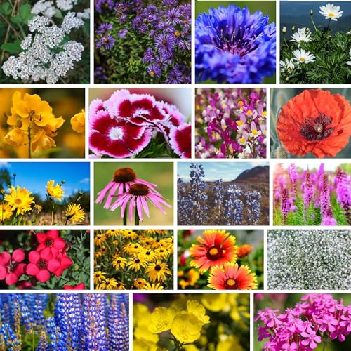 Mountain Valley Seed Co Northeastern Wildflower Seed 5 Lb 3.2 Million Seeds