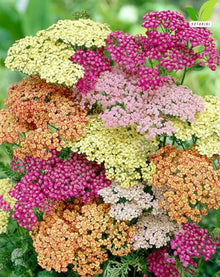 Votaniki Achillea Colorado Mix Yarrow Bare Root Perennial Mixed Color Summer Blooms Upright Hardy Plants for Garden Borders Cut Flowers Dried Arrangements Outdoor Growing (Pack of 50)