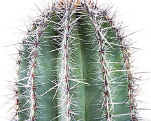 The Cactus Outlet Live Saguaro Cactus 2' Green