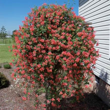 Votaniki Red Honeysuckle Vine (Lonicera sempervirens) 1-2ft Plant | Vibrant Perennial, Fast Growing Flowering Vine – Easy to Grow & Pollinator Friendly (10 Pack)