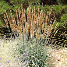 Outsidepride Indian Native Grass Seed - 25 lbs. Perennial, Low Maintenance, Drought-Tolerant Prairie Grass Seed for Wildlife Habitat, Livestock Forage, Ornamental Landscaping & Erosion Control