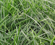 Classy Groundcovers: 75 Variegated Shade Plants that Deer Avoid