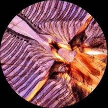 AmScope Digital Trinocular Microscope 40X-1600X with Camera and Software