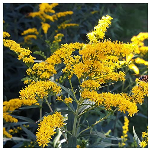 Everwilde Farms - 1 Lb Old Field Goldenrod Native Wildflower Seeds - Gold Vault