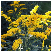 Everwilde Farms - 1 Lb Old Field Goldenrod Native Wildflower Seeds - Gold Vault