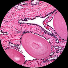 AmScope T490A-5MA Digital Trinocular Microscope 40X-1600X Magnification with 5MP Camera