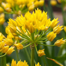 Votaniki Allium Moly Bulbs - Long Lasting Blooms, Allium Moly (Lily Leek) | Golden Yellow Perennial Flowering Bulbs for Summer & Spring Gardens, Easy to Grow (500 Pack)