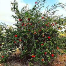 Votaniki Russian Pomegranate Tree — Live Plant 1-2 ft Tall for Garden or Backyard | Cold Hardy, Perennial & High-Yielding Edible Fruit Tree for Planting Outdoors, Easy-to-Grow (12 Pack)